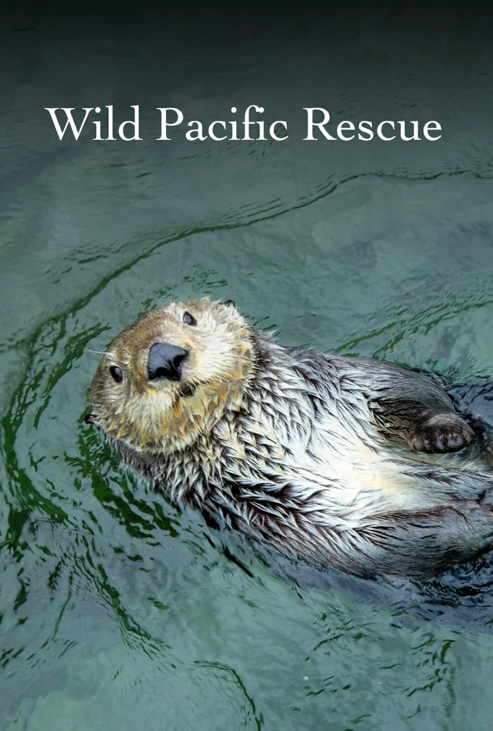 Affiche de Wild Pacific Rescue