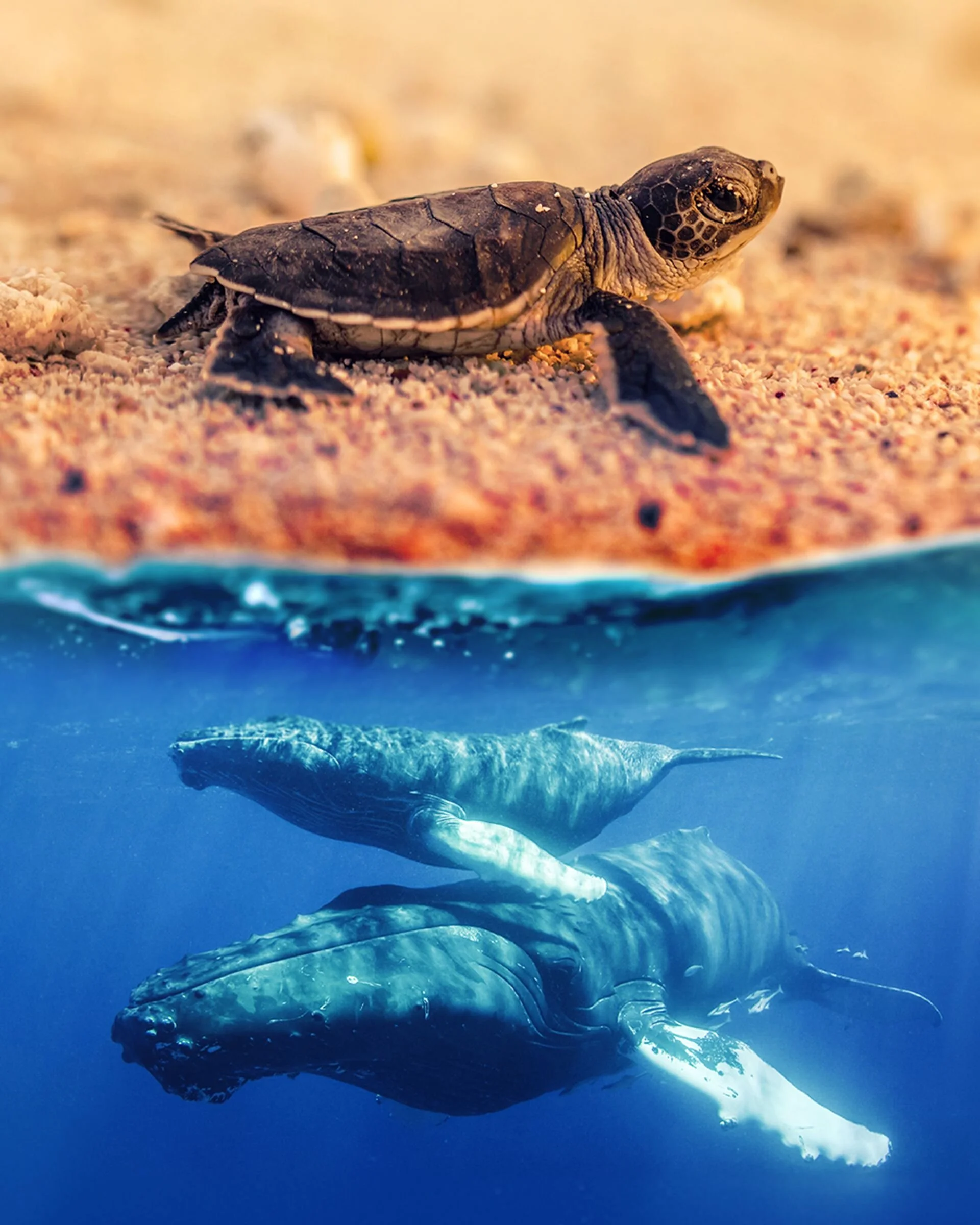 Affiche de Australia's Wild Moments