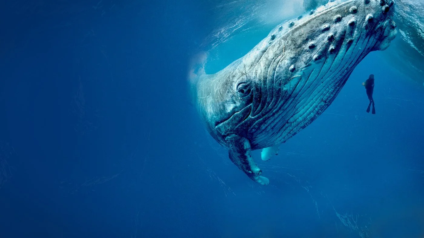 Into the Big Blue Heart