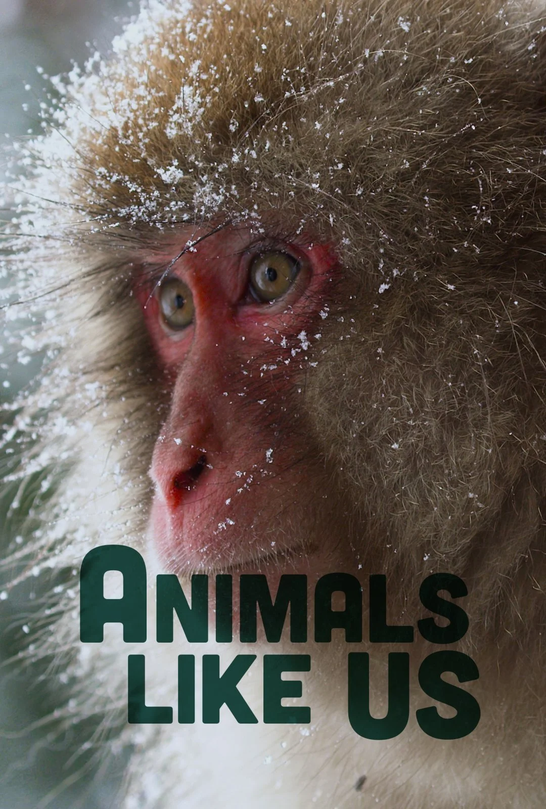 Póster de Animals Like Us