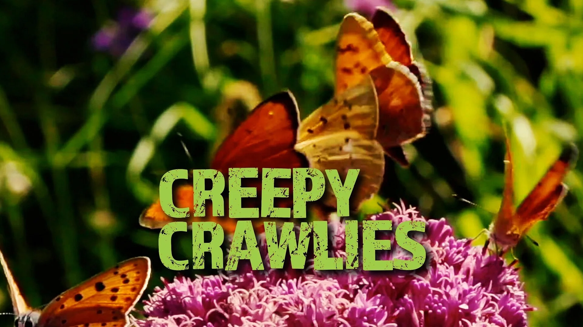 Creepy Crawlies
