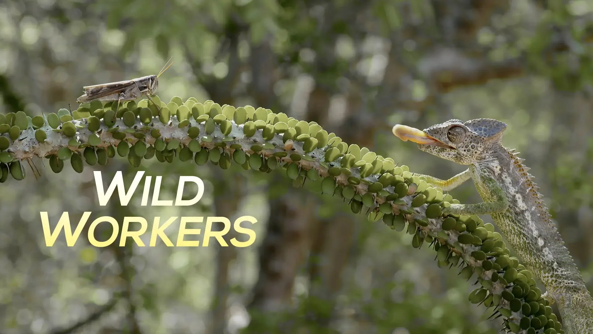 Wild Workers