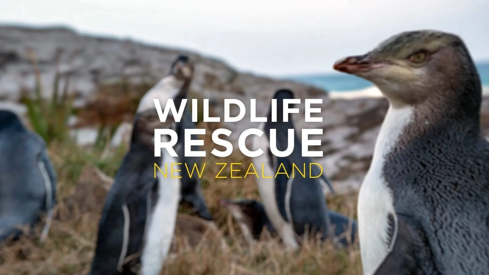 Wildlife Rescue New Zealand