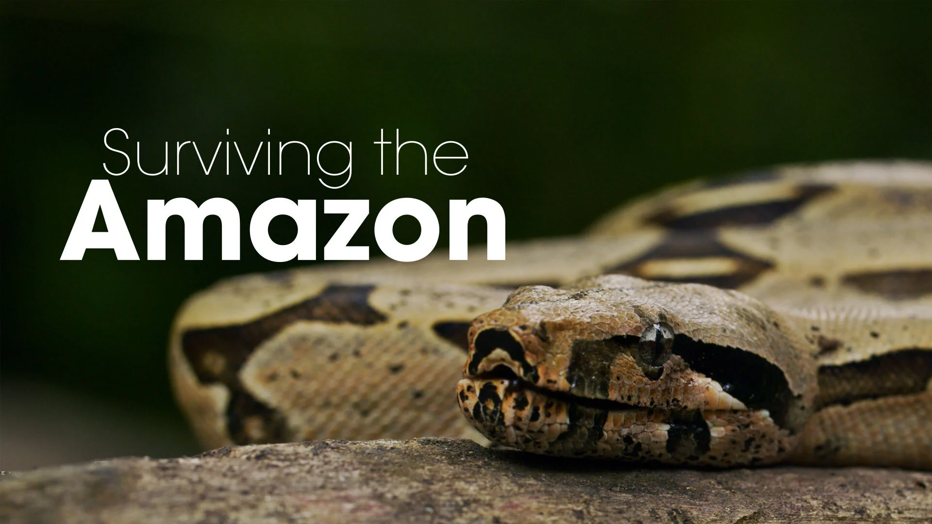 Surviving the Amazon