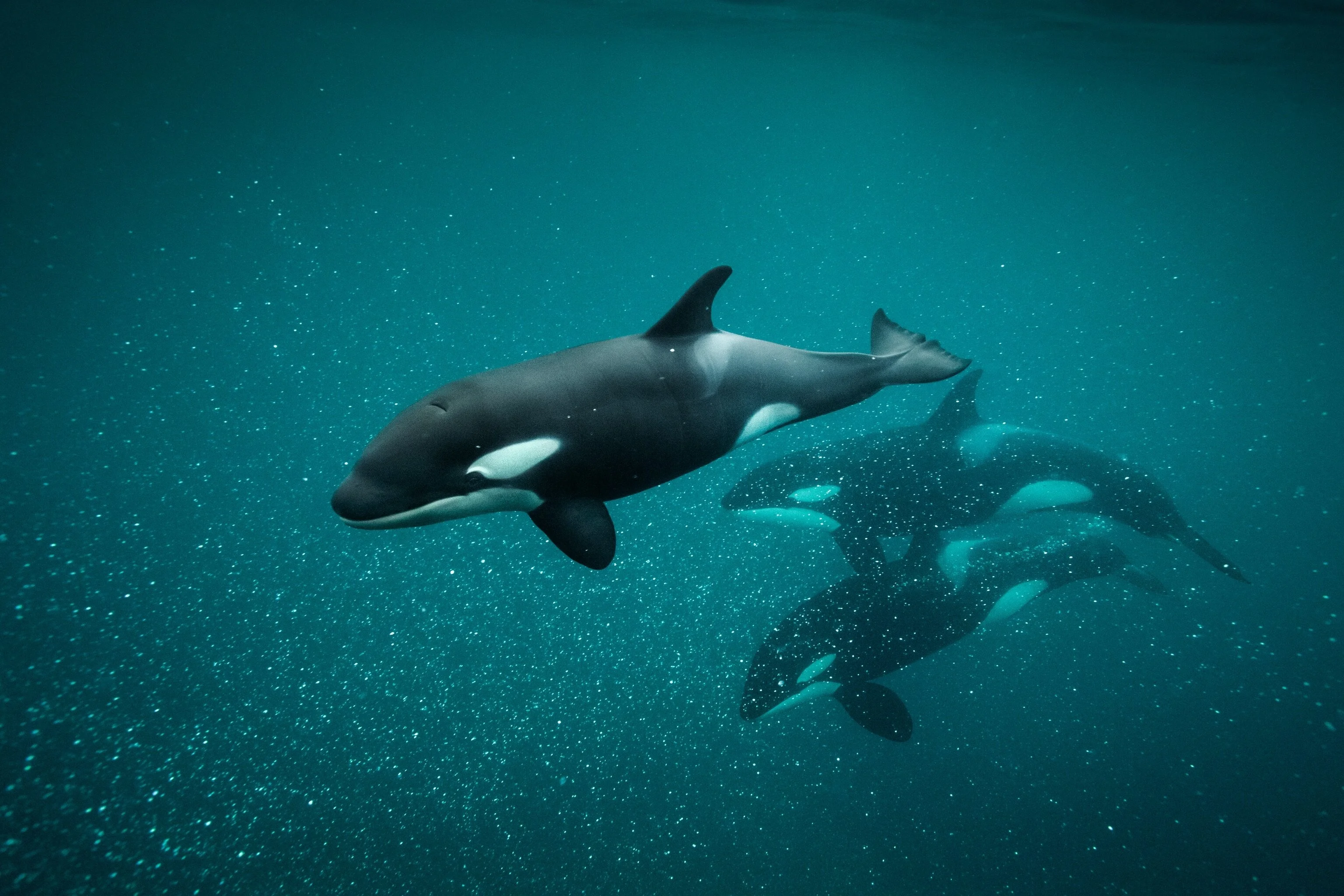 Killer Whale Chronicles