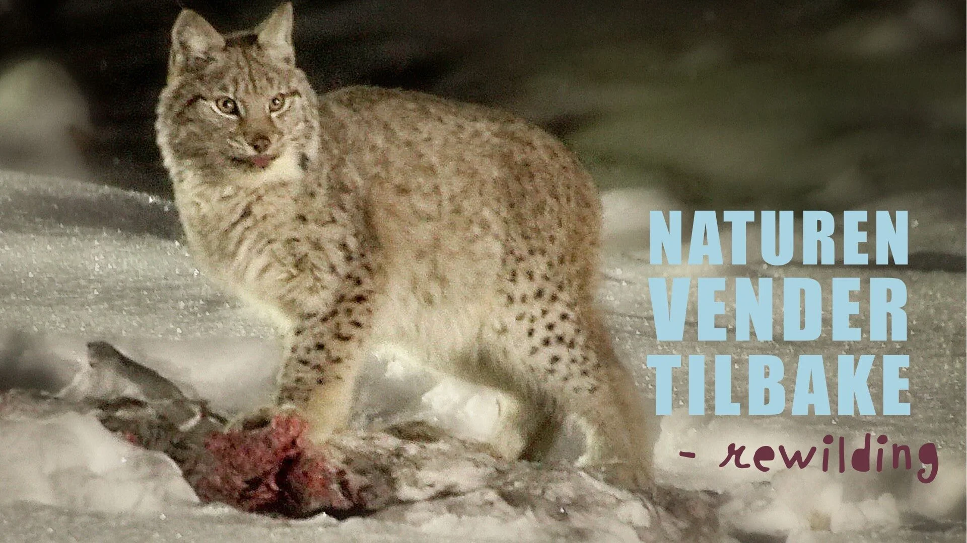Naturen vender tilbake - rewilding