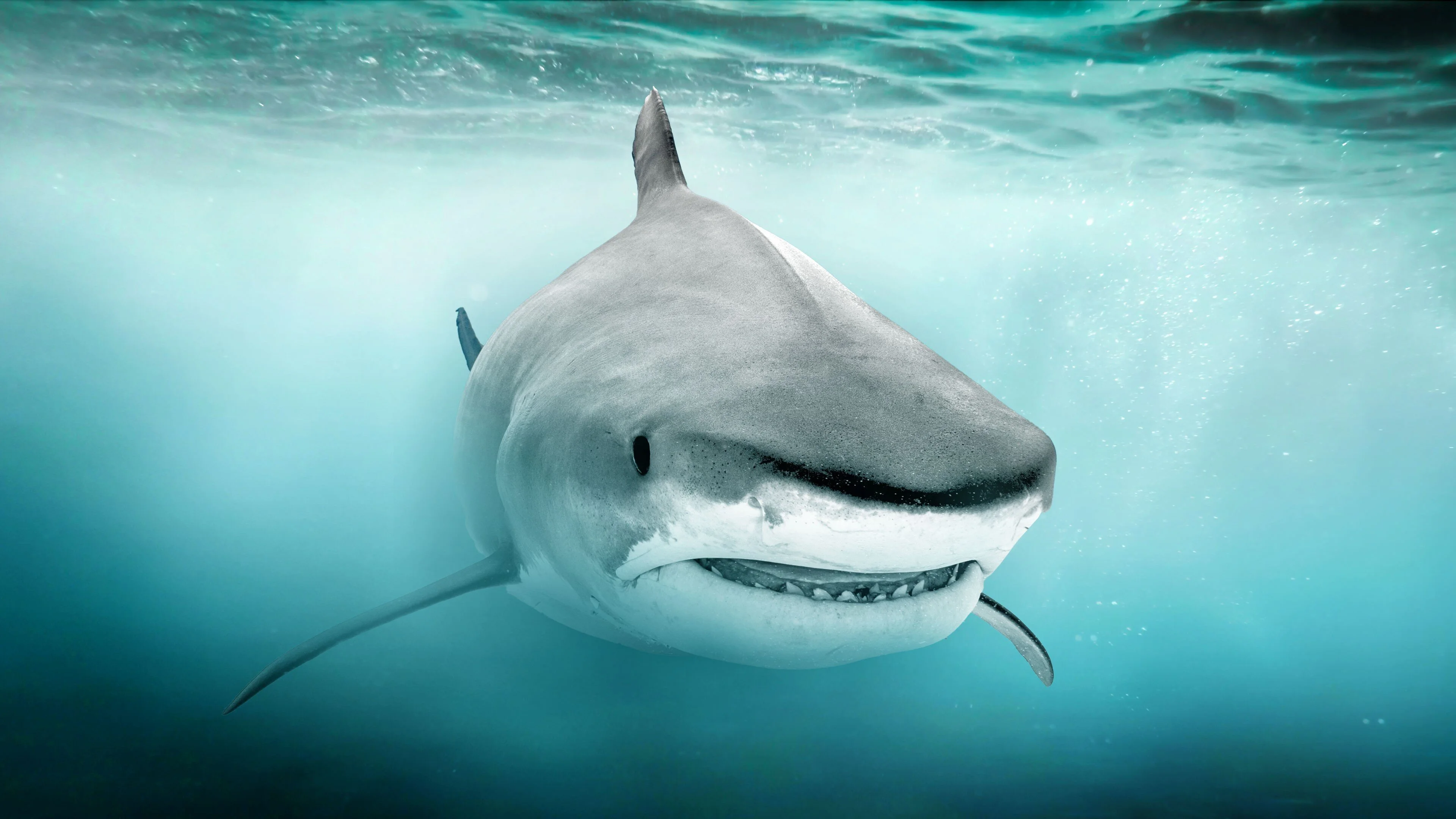 Shark Quest: Hunt For The Apex Predator