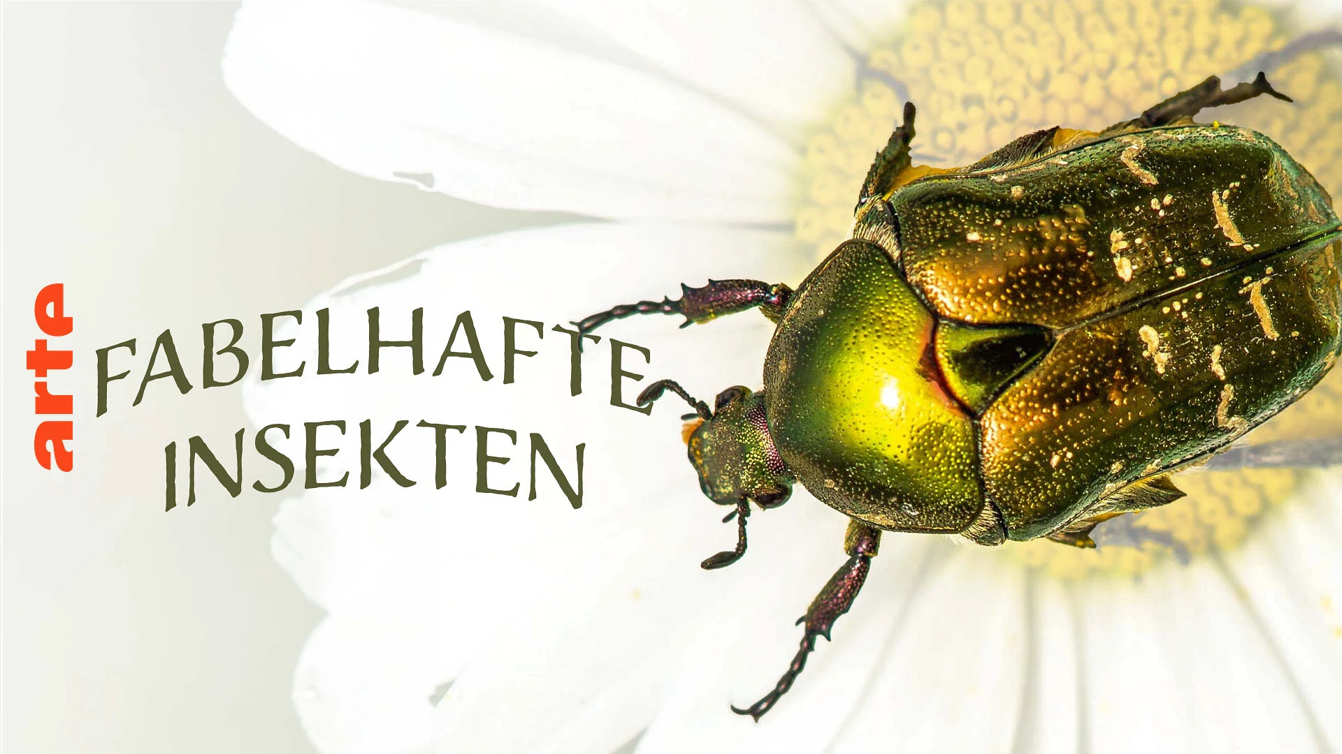 Fabelhafte Insekten
