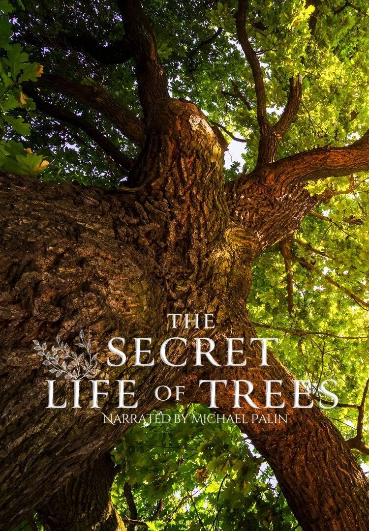 Affiche de The Secret Life of Trees
