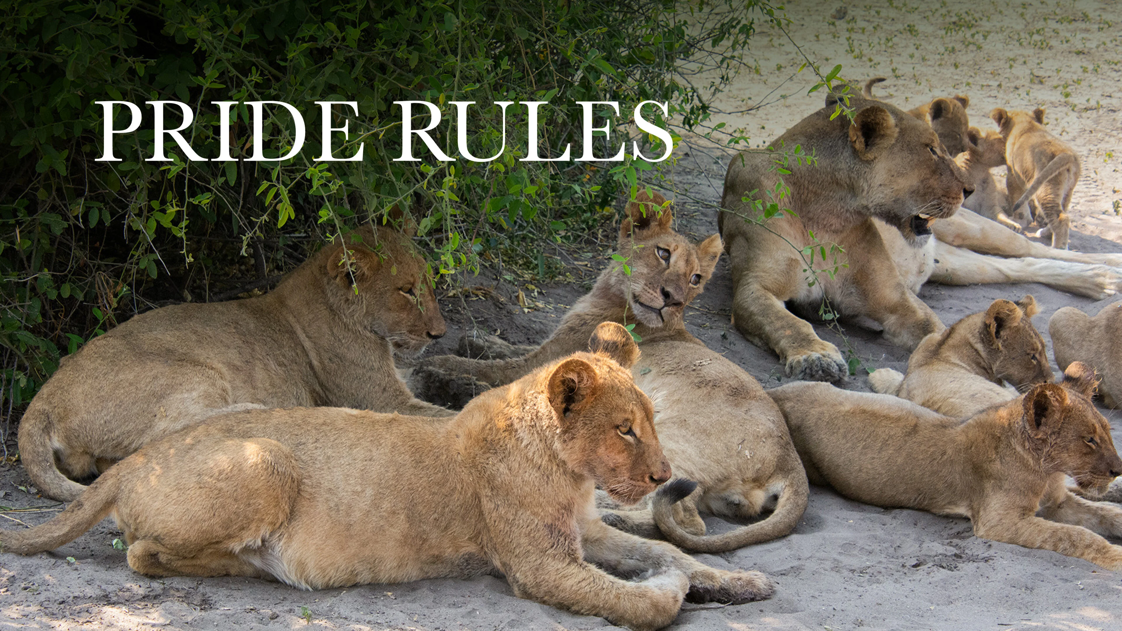 Pride Rules