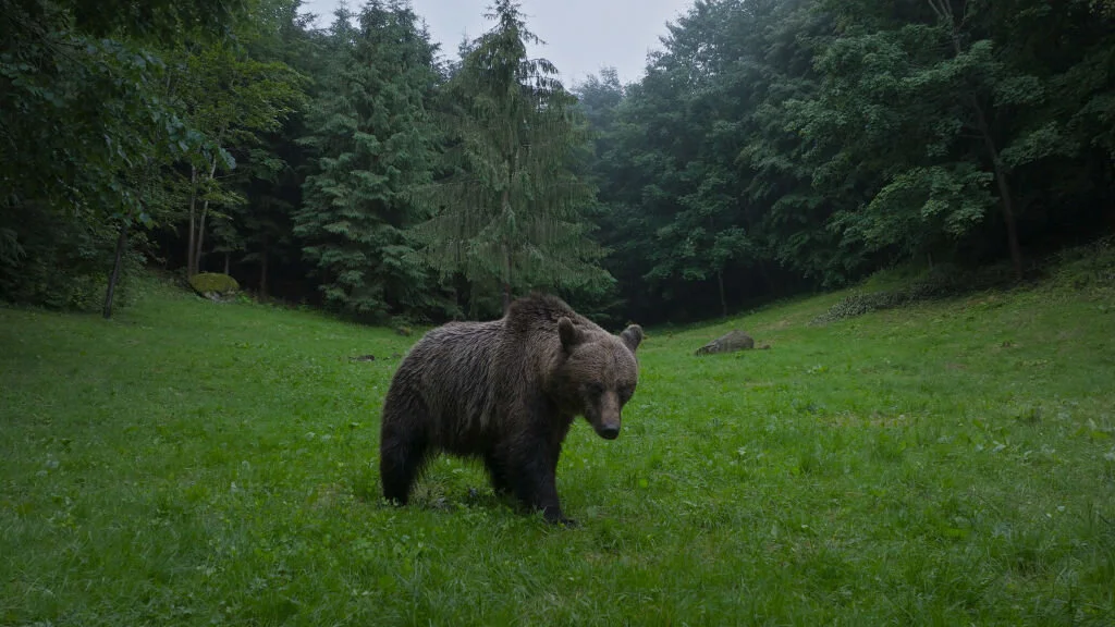 Europe's Wild Marvels