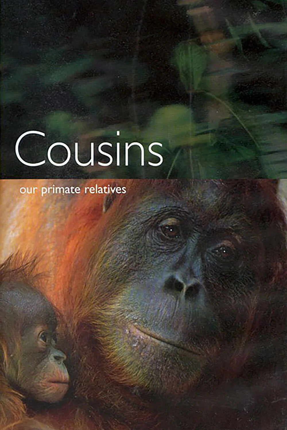 Affiche de Cousins