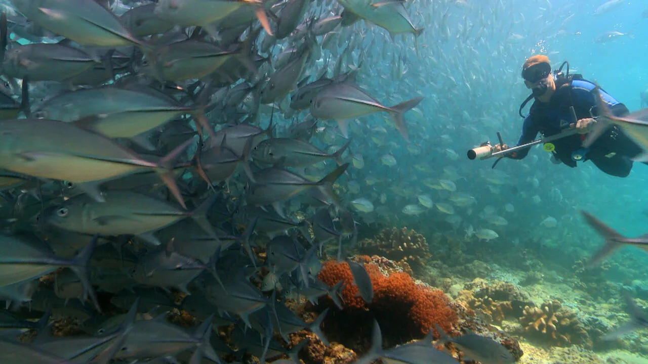 Le triangle de corail