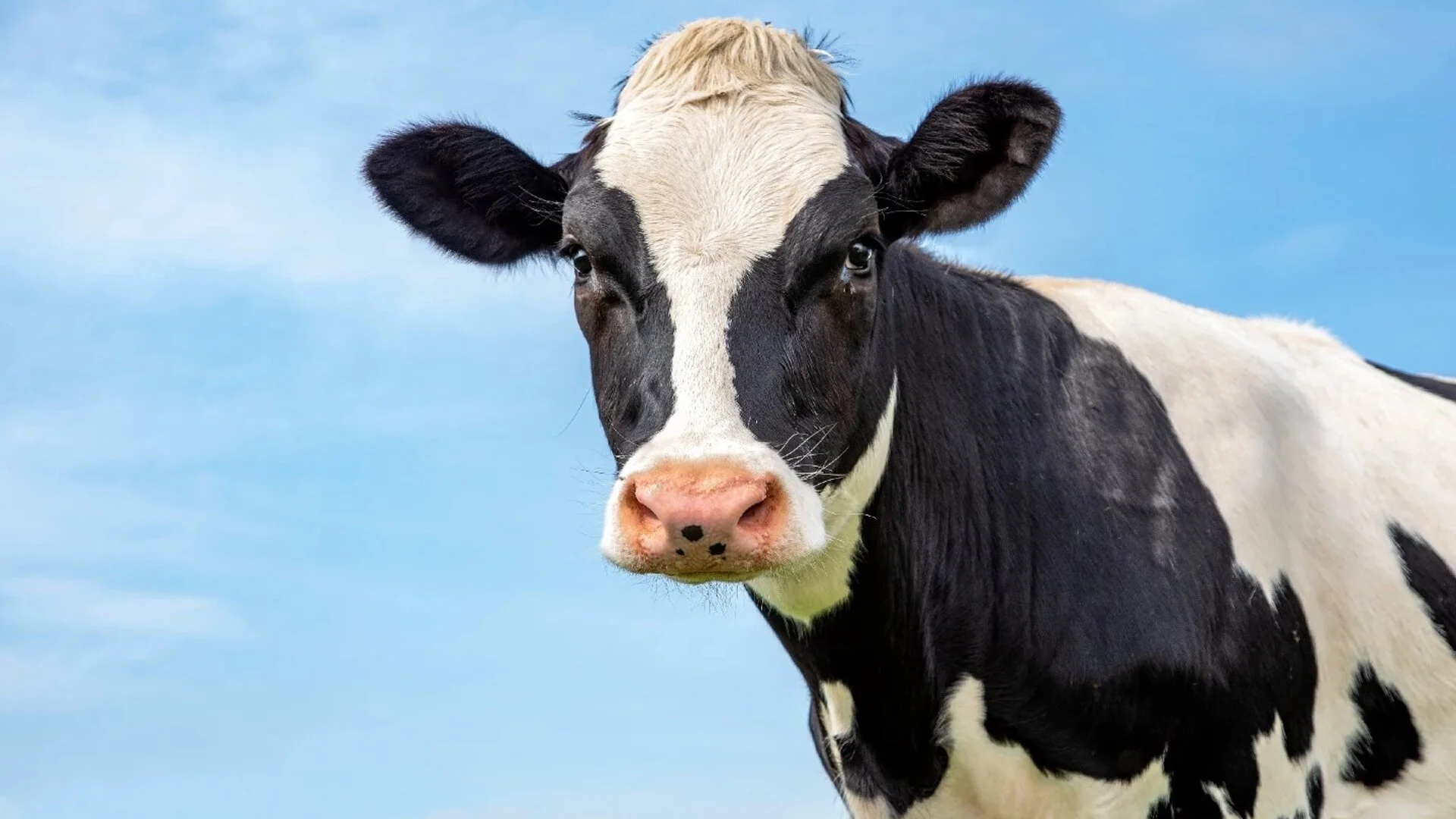 The Secret Life of Cows