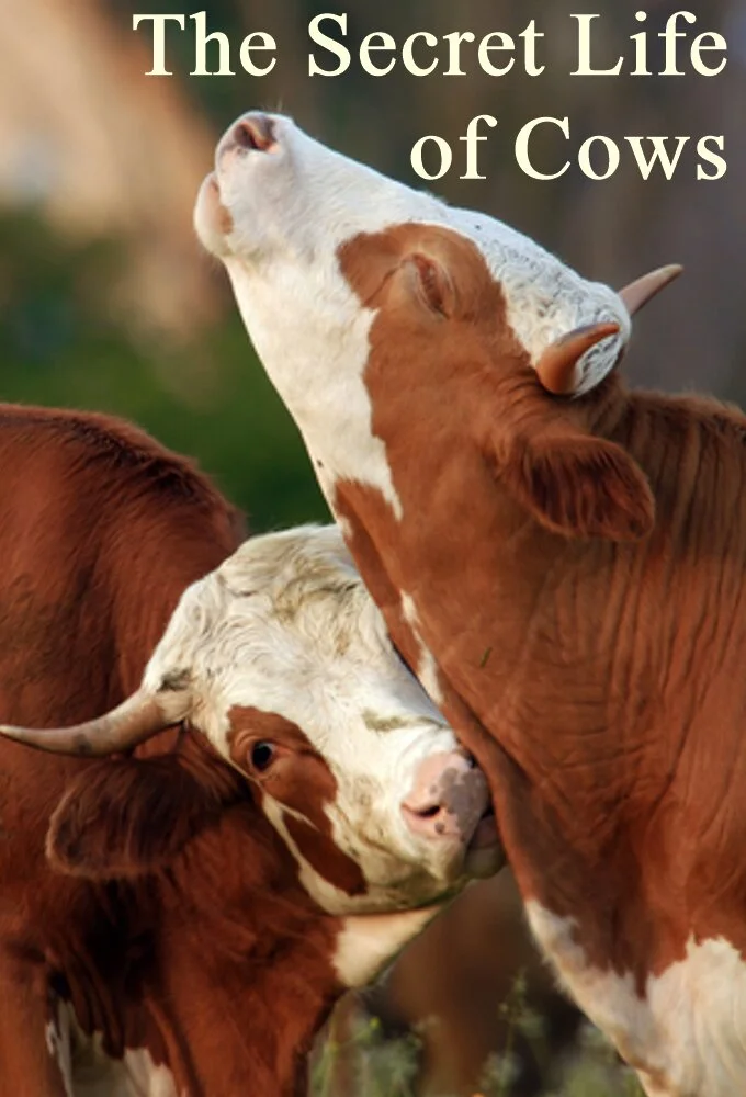 Affiche de The Secret Life of Cows