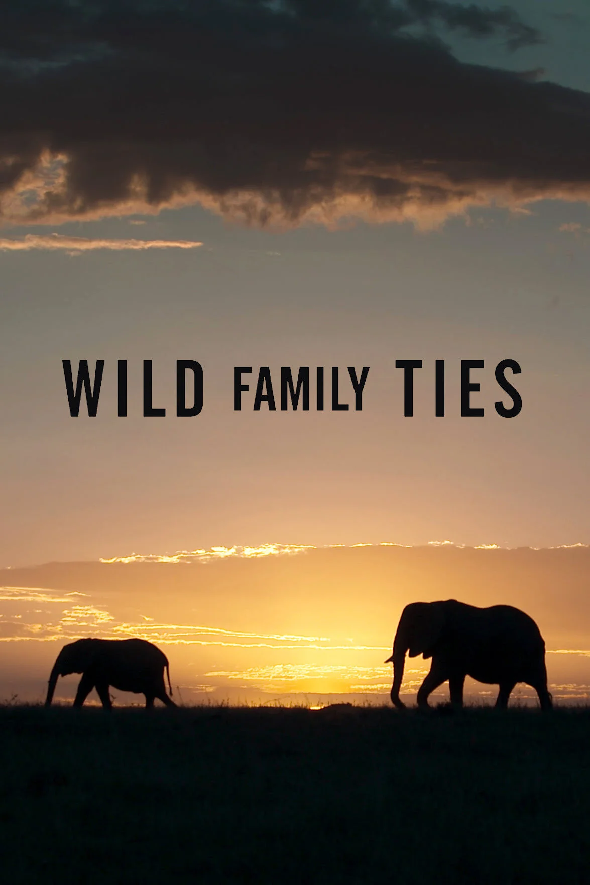 Affiche de Wild Family Ties