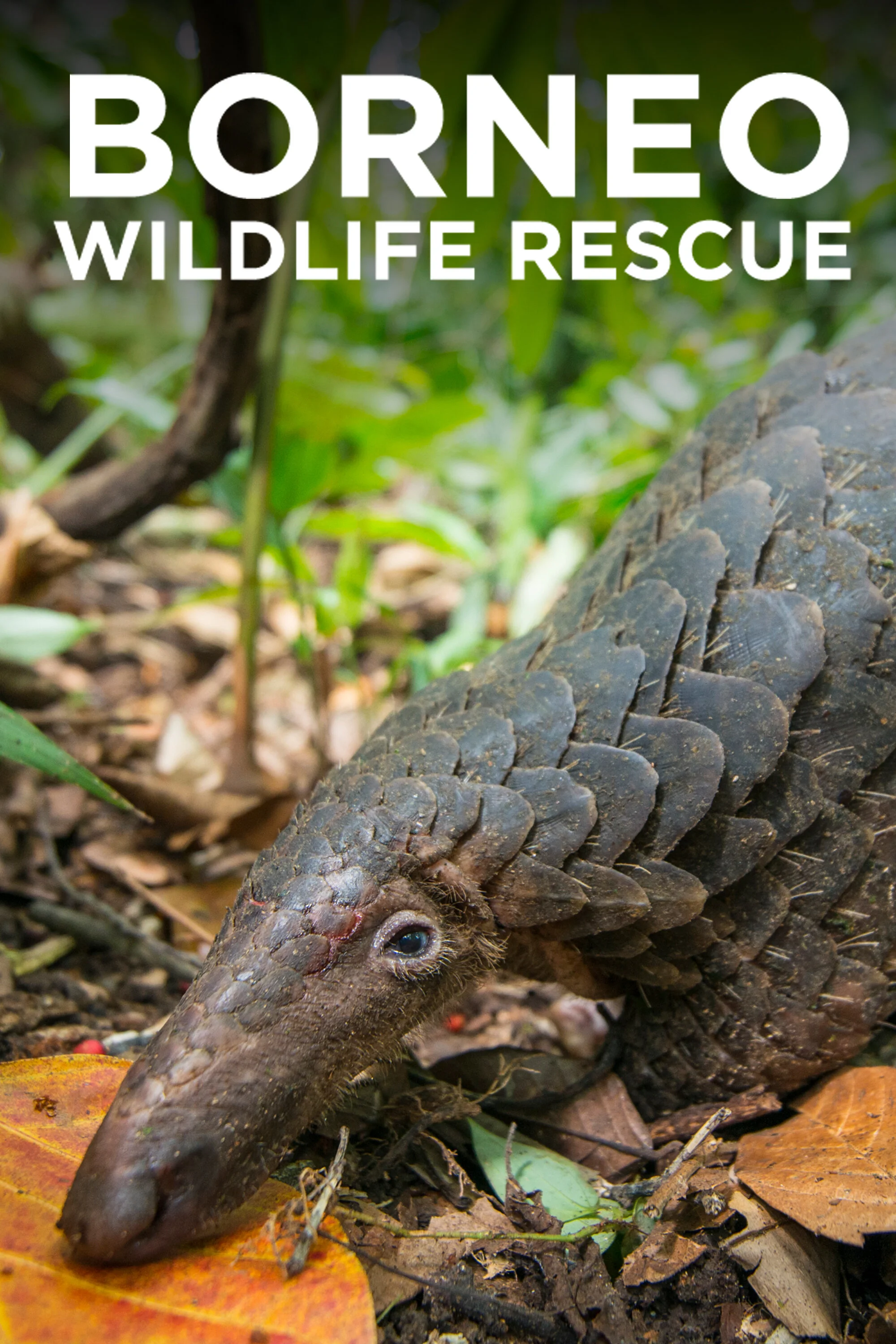 Borneo Wildlife Rescue poster