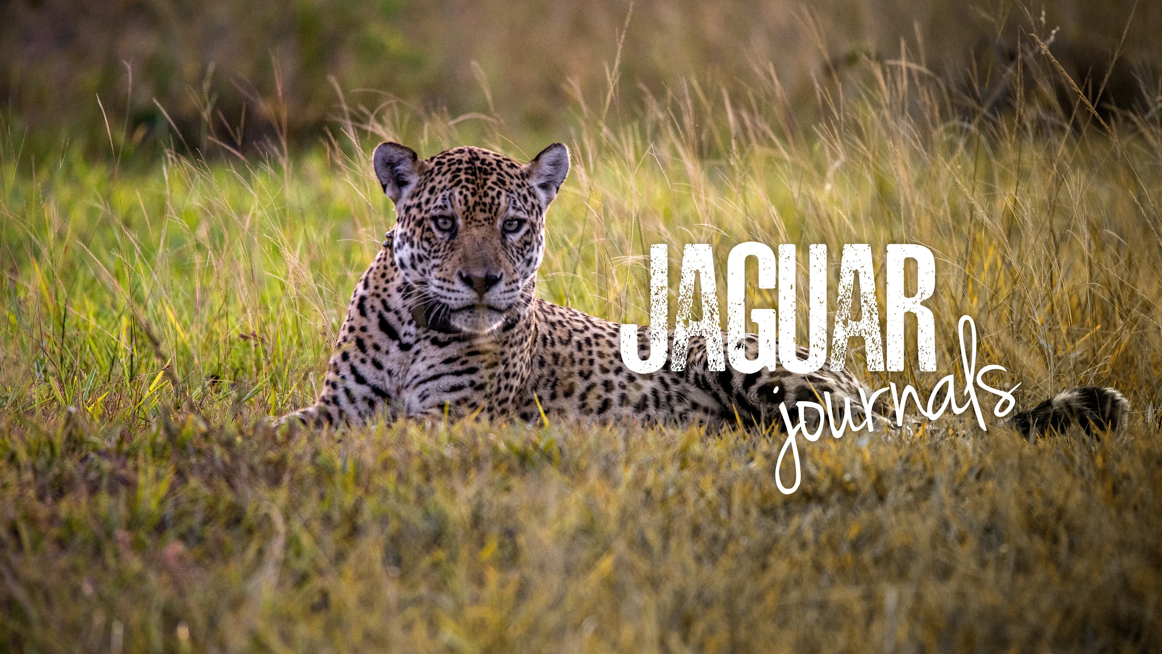 Jaguar Journals