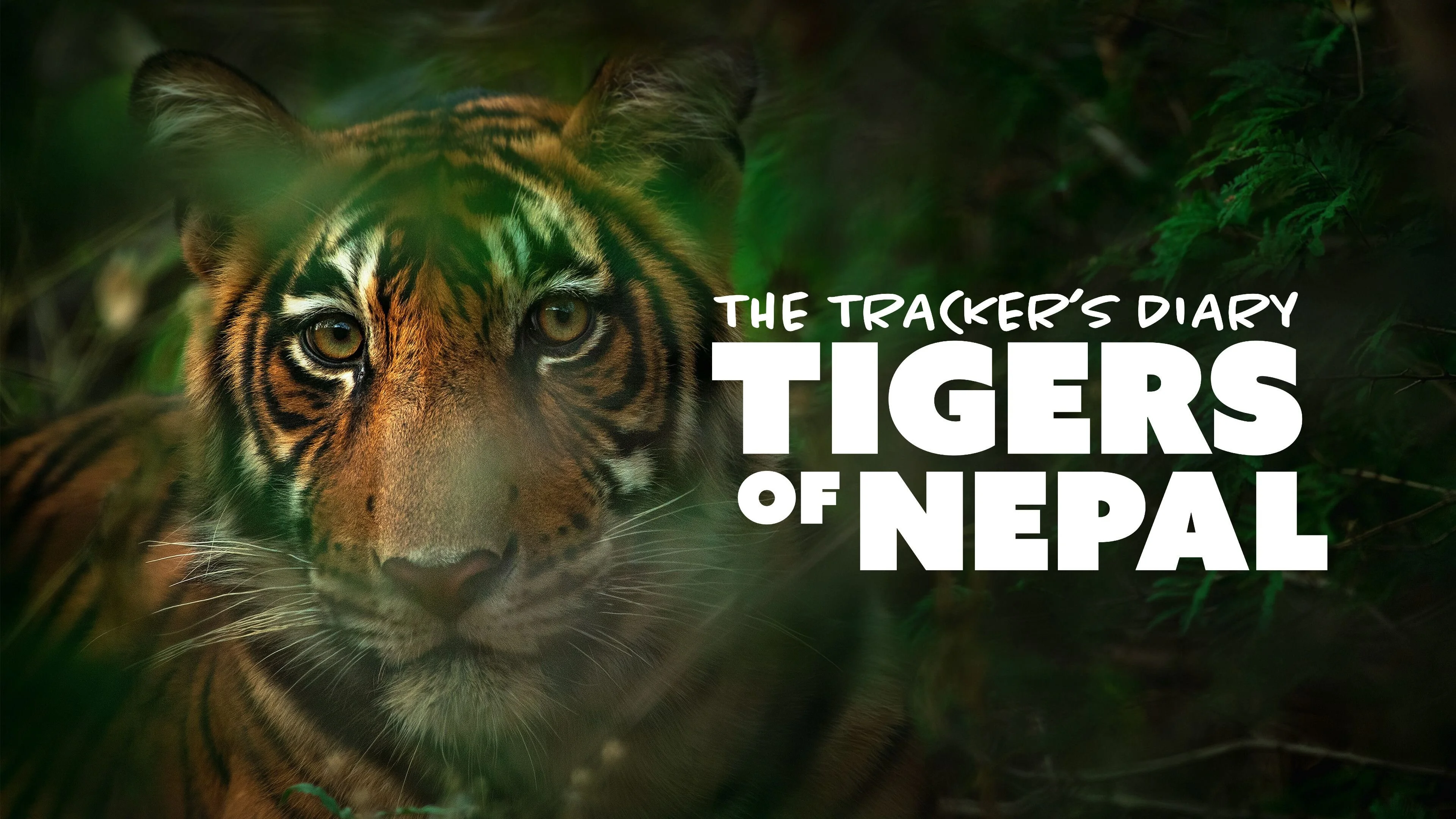 The Tracker's Diary: Tigers of Nepal