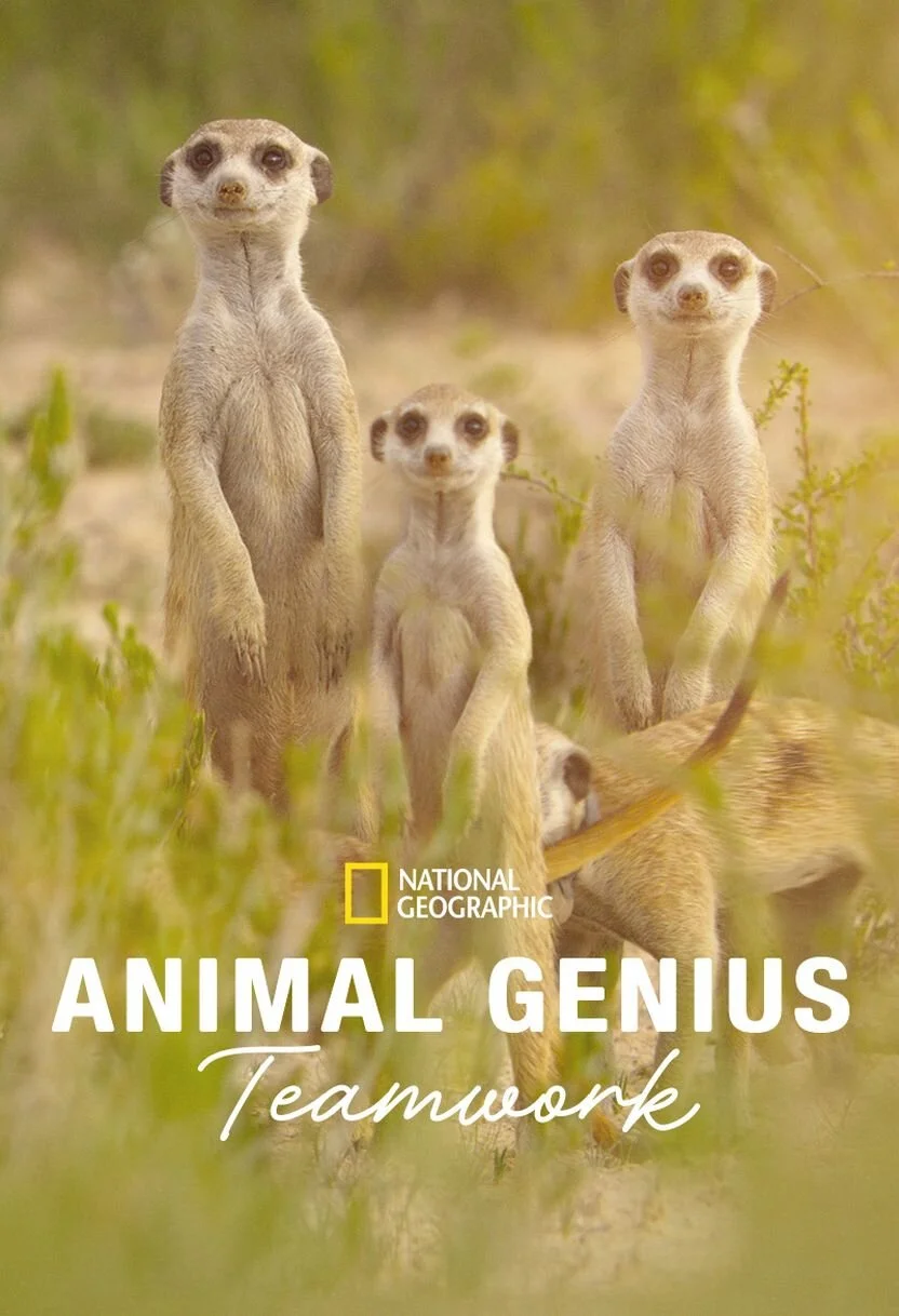 Affiche de Animal Genius