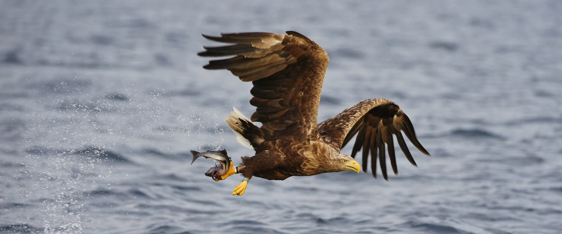 The Eagle's Return