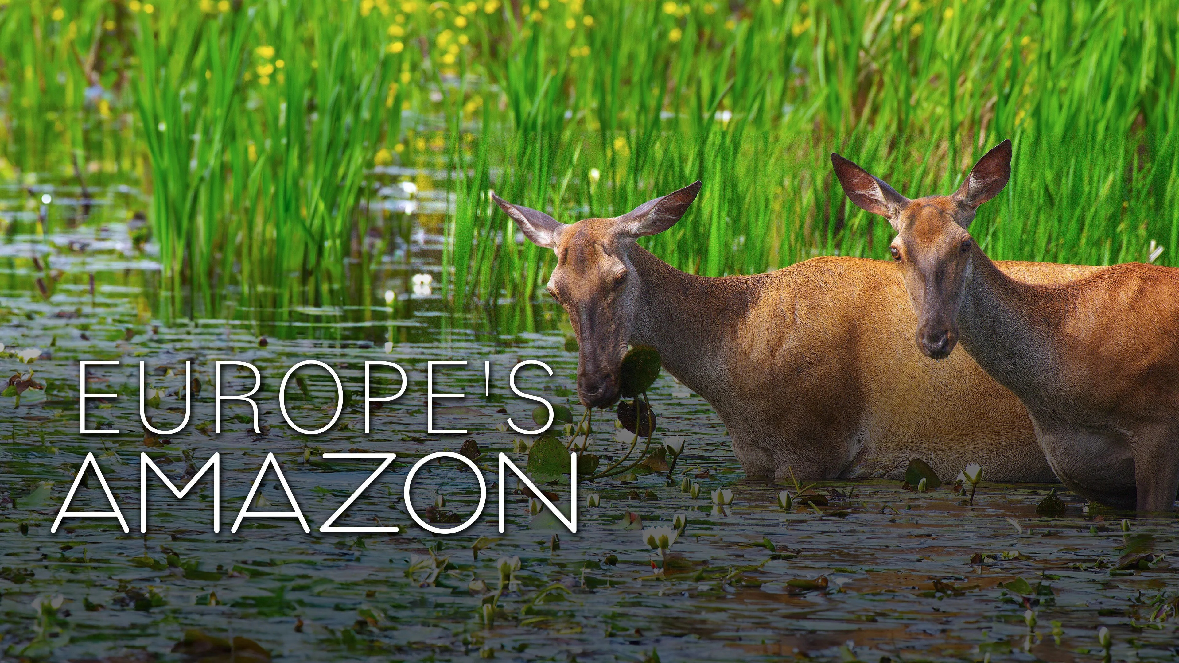 Europe's Amazon